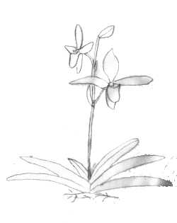 Paphiopedilum