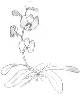 Phalaenopsis